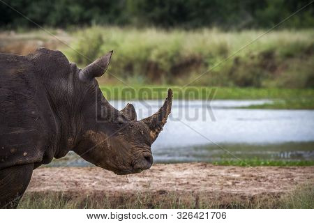 Southern White Rhinoceros Portrait In Hlane Royal National Park, Swaziland ; Specie Ceratotherium Si