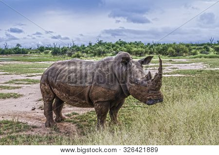 Southern White Rhinoceros In Wide Angle View In Hlane Royal National Park, Swaziland ; Specie Cerato