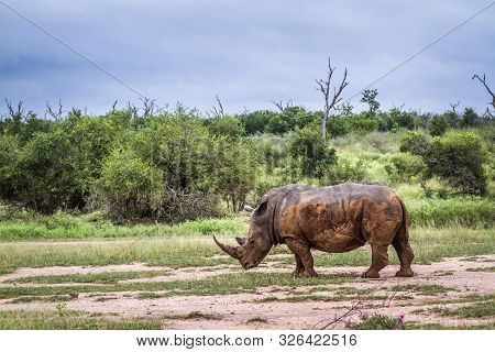 Southern White Rhinoceros In Hlane Royal National Park, Swaziland Scenery; Specie Ceratotherium Simu