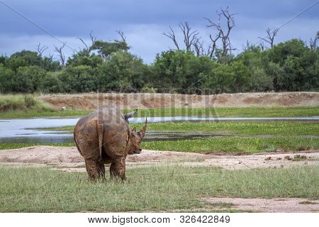 Rear View Of Southern White Rhinoceros In Hlane Royal National Park Scenery, Swaziland ; Specie Cera