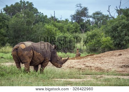 Southern White Rhinoceros In Hlane Royal National Park, Swaziland Scenery; Specie Ceratotherium Simu