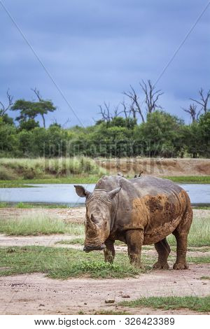 Southern White Rhinoceros In Hlane Royal National Park, Swaziland Scenery; Specie Ceratotherium Simu