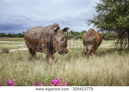 Two Southern White Rhinoceros In Wide Angle View In Hlane Royal National Park, Swaziland Scenery; Sp