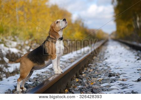 Beagle Dog Standing With His Paws On The Rails In The Autumn Forest