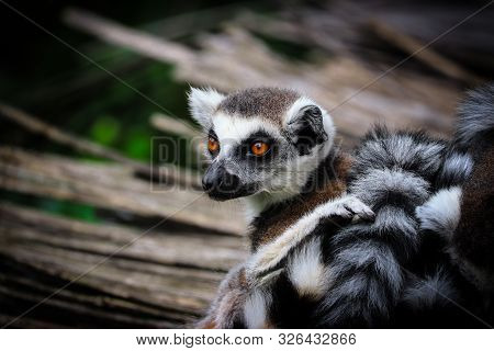 Portrait Lemur - Monkey From Madagaskar	. Photo From Animal Live. Picture With Place For Your Text.