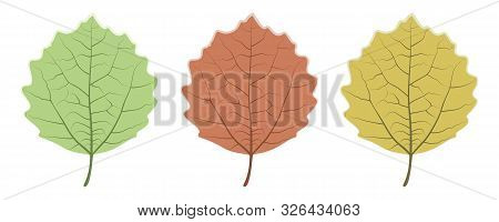 Set Of Summer (green) And Autumn (red, Yellow) Aspen Leaves Is Isolated On White Background.