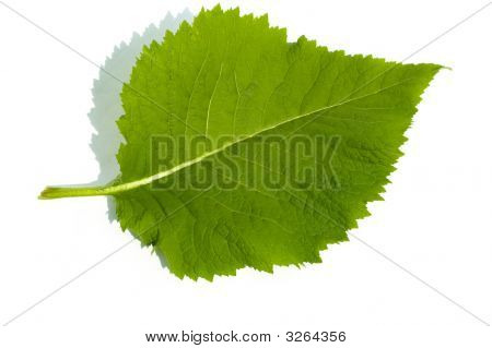 Macro Leaf