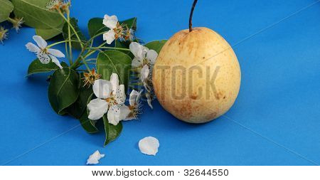 pære og pære blossom