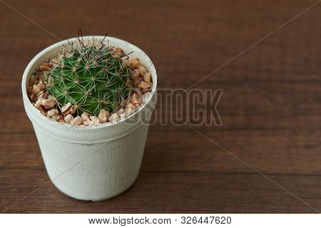 View Of Beautiful Discocactus In The Pot On Wooden Background