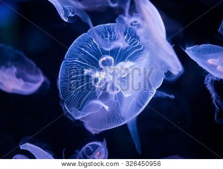 Common jellyfish in aquarium lit by blue light