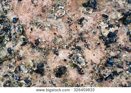Cluster Of Mussels Fresh At The Coastline