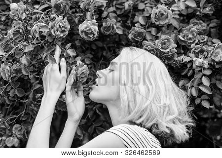 Perfume And Cosmetics. Woman In Front Of Blooming Roses Bush. Blossom Of Wild Roses. Secret Garden C