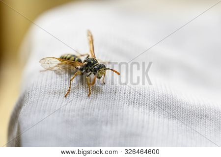Wasp On Child Clothes. Danger Of Bites. Allergies And Rashes. Child Anaphylaxis Risk