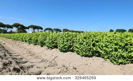 Cultivated Field Of Green Lettuce On The Sandy Soil Seen From Below