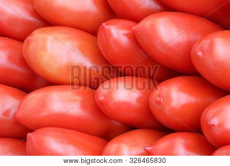 Background Of Red Tomatoes In Summer In Italy