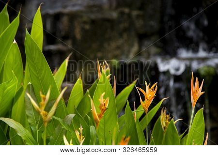 Tropical Flower (heliconia Psittacorum) In The Garden