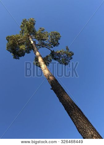 Tall Pine Treetall Dry Pine Trees Against The Blue Sky. The Tops Of Tall Trees In A Pine Forest. Con