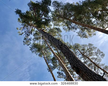 Tall Pine Treetall Dry Pine Trees Against The Blue Sky. The Tops Of Tall Trees In A Pine Forest. Con