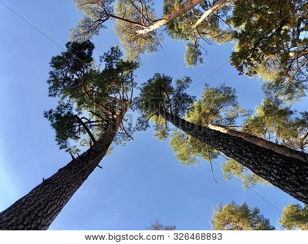 Tall Pine Treetall Dry Pine Trees Against The Blue Sky. The Tops Of Tall Trees In A Pine Forest. Con