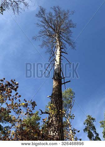 Tall Pine Treetall Dry Pine Trees Against The Blue Sky. The Tops Of Tall Trees In A Pine Forest. Con