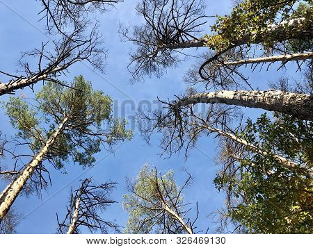 Tall Pine Treetall Dry Pine Trees Against The Blue Sky. The Tops Of Tall Trees In A Pine Forest. Con