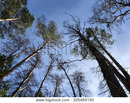 Tall Pine Treetall Dry Pine Trees Against The Blue Sky. The Tops Of Tall Trees In A Pine Forest. Con