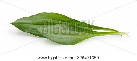Great Plantain, Plantago Major Medicinal Plant Isolated On White Background