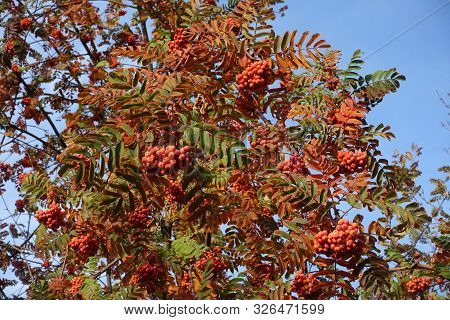 Green And Orange Leaves And Red Berries Of Rowan Against Blue Sky In Autumn