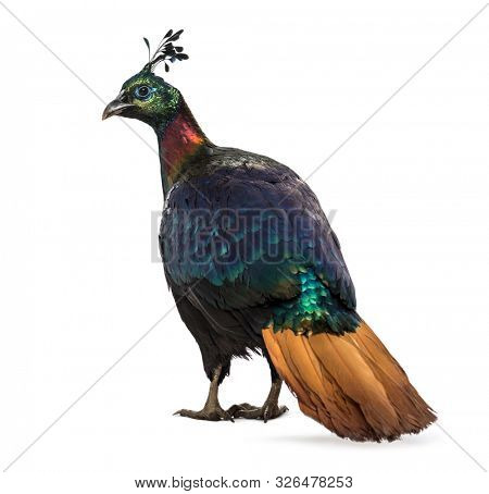 Himalayan monal, Lophophorus impejanus, also known as the Impeyan monal and Impeyan pheasant standing against white background