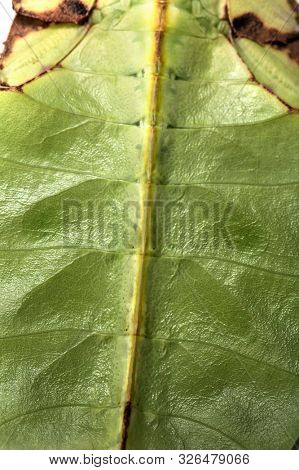 Close up of Leaf insect, Phyllium giganteum