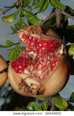 Otevřené Punica Granatum v jeho stromu