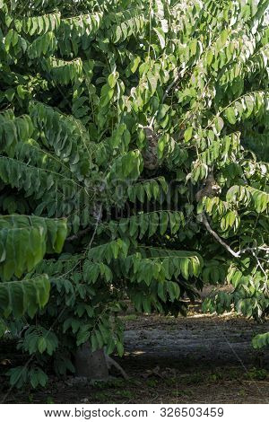 Plantations Of Cherimoya Custard Apple Fruits In Granada-malaga Tropical Coast Subtropical Region, A