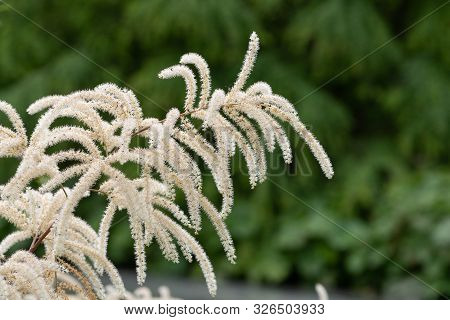 Brides Feathers (aruncus Diocus)