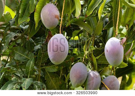 Cultivation Of Exotic Sweet Fruit Mango In Subtropical Malaga-granada Tropical Coast Region, Andalus