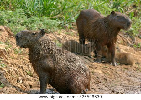 Capybaras, Hydrochoerus Hydrochaeris, In The Pantanal Region Of Brazil. They Are Native To South Ame
