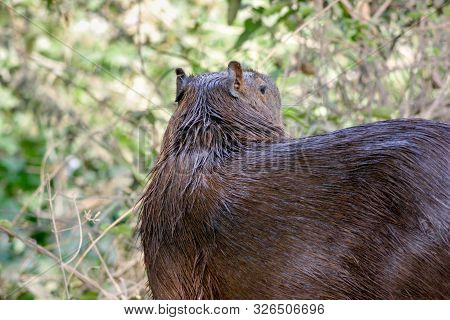 Capybaras, Hydrochoerus Hydrochaeris, In The Pantanal Region Of Brazil. They Are Native To South Ame
