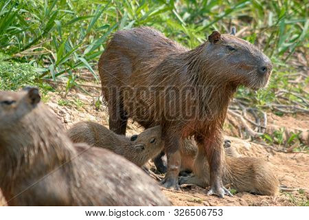 Capybaras, Hydrochoerus Hydrochaeris, In The Pantanal Region Of Brazil. They Are Native To South Ame
