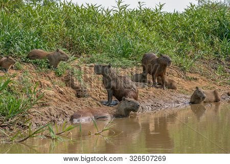 Capybaras, Hydrochoerus Hydrochaeris, In The Pantanal Region Of Brazil. They Are Native To South Ame