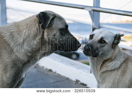 Two Cute Urban Dogs, Getting To Know And Greeting Each Other By Sniffing In The Middle Of The Street