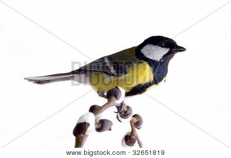 titmouse na začátku
