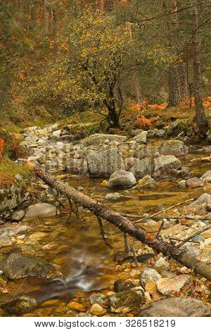 Fallen Tree In The Middle Of A Stream In The Forest