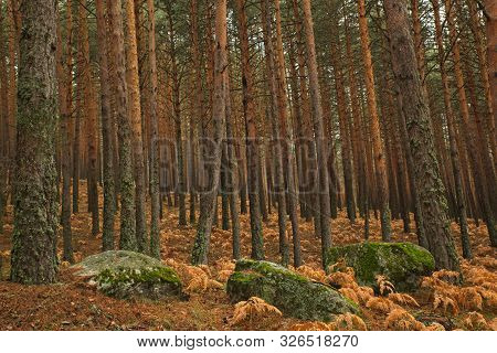 Pines And Rocks With Moss In The Forest