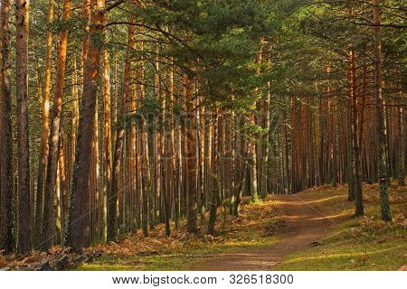 Road Between The Pines Between Light And Shadows