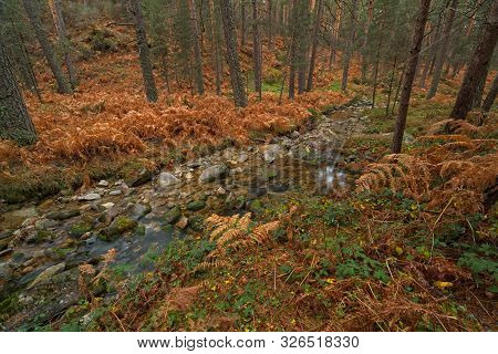 Stream With Little Water Inside The Forest In Autumn