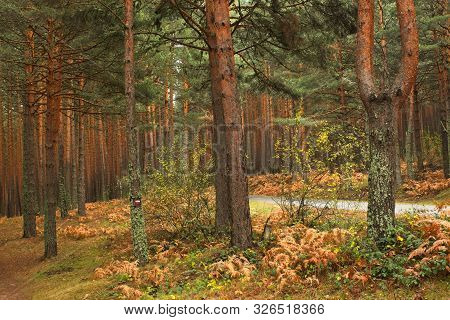 The Pine Forests Of Valsain In Autumn