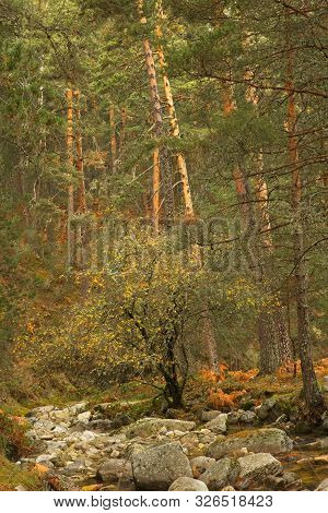 Tree In Autumn Surrounded By Wild Pine Trees In The Forest