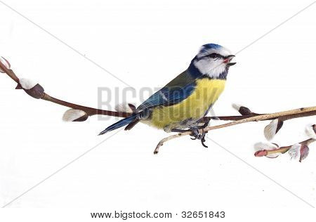 titmouse v předvečer jarní