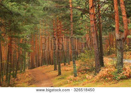 Wild Pines In The Valsain Forest