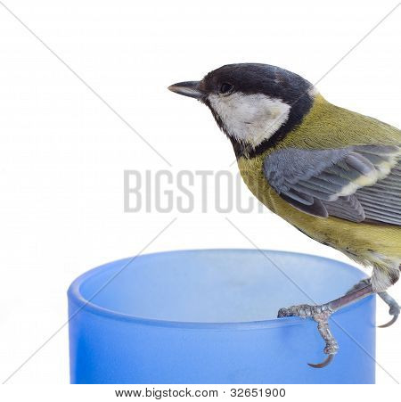 titmouse 16