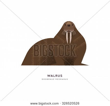 Wild Walrus Animal Illustration On Isolated White Background. Educational Wildlife Design With Fauna
